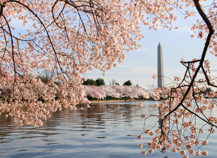 Pink cherry blossoms frame the Tidal Basin with the Washington Monument rising in the background on a clear day.